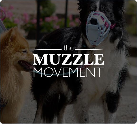 The Muzzle Movement Boosts Support Efficiency with Lyro AI